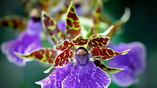 Image: Orchid Mania