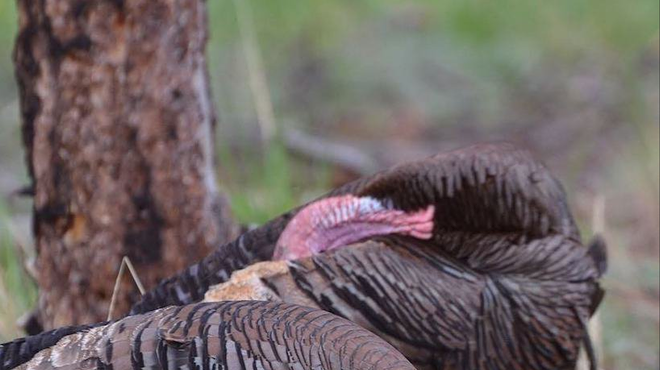 Wild Turkeys are 'Terrorizing' Huron Residents