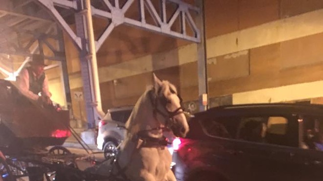 Horse Collapses Downtown, Igniting Renewed Fury Over Horse-Drawn Carriages in Cleveland