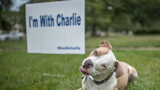 Charlie the Pit Bull Has 30 Days to Leave Lakewood