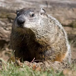 Image: Groundhog Day