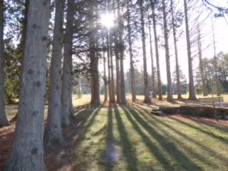 Image: Bent Science: 36 Views of Secrest Arboretum