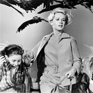 Image: Reel Science - The Birds