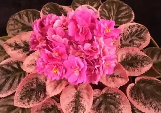 Image: North Coast Gesneriad & African Violet Show and Sale