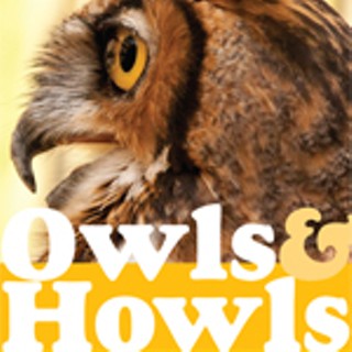 Owls & Howls