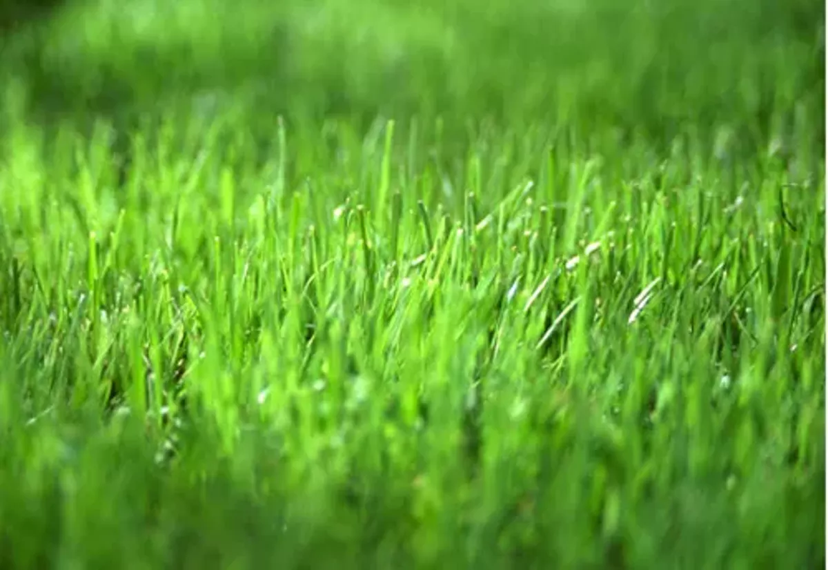 green-grass.webp