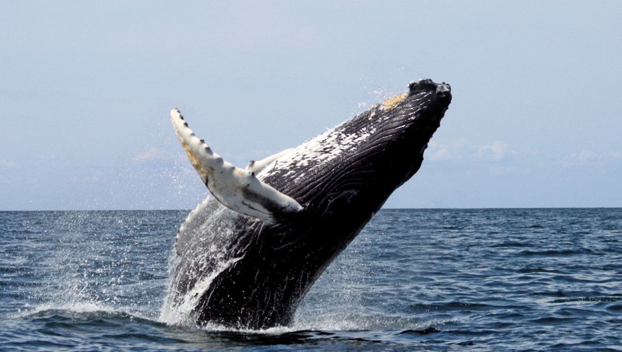 It is illegal to fish for whales on Sunday (Ohio)
If you&#146;re planning to go fishing on Sunday, make sure you don&#146;t try fishing for any whales, because it&#146;s illegal to fish for whales on Sunday in Ohio. 
Photo via Whit Welles/Wikimedia Commons