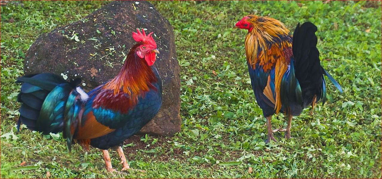 It is illegal to display colored chickens for sale (Akron)
Check your chickens before you decide to put them up for sale if you live in Akron . . . 
Photo via Ron Cogswell/Flickr