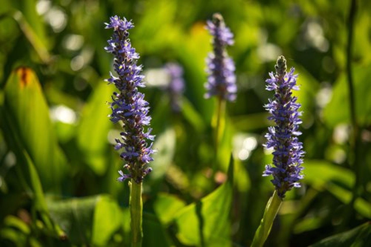 Beyer's Pond, Big Creek Reservation
"Enjoy a short hiking trail lined with woodland wildflowers that will lead you to the secluded and tranquil Beyer's Pond. Wetland plants blooming in and around the water include bladderwort, broadleaf arrowhead, and pickerelweed."