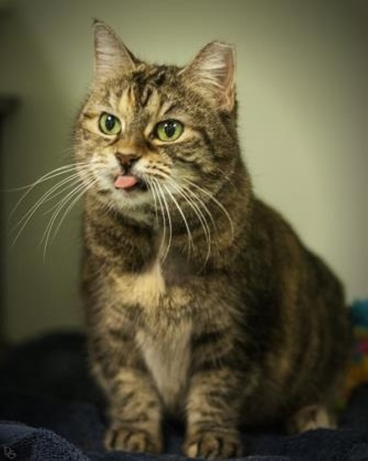  Leaha
8-year-old, Domestic Shorthair/Mix 