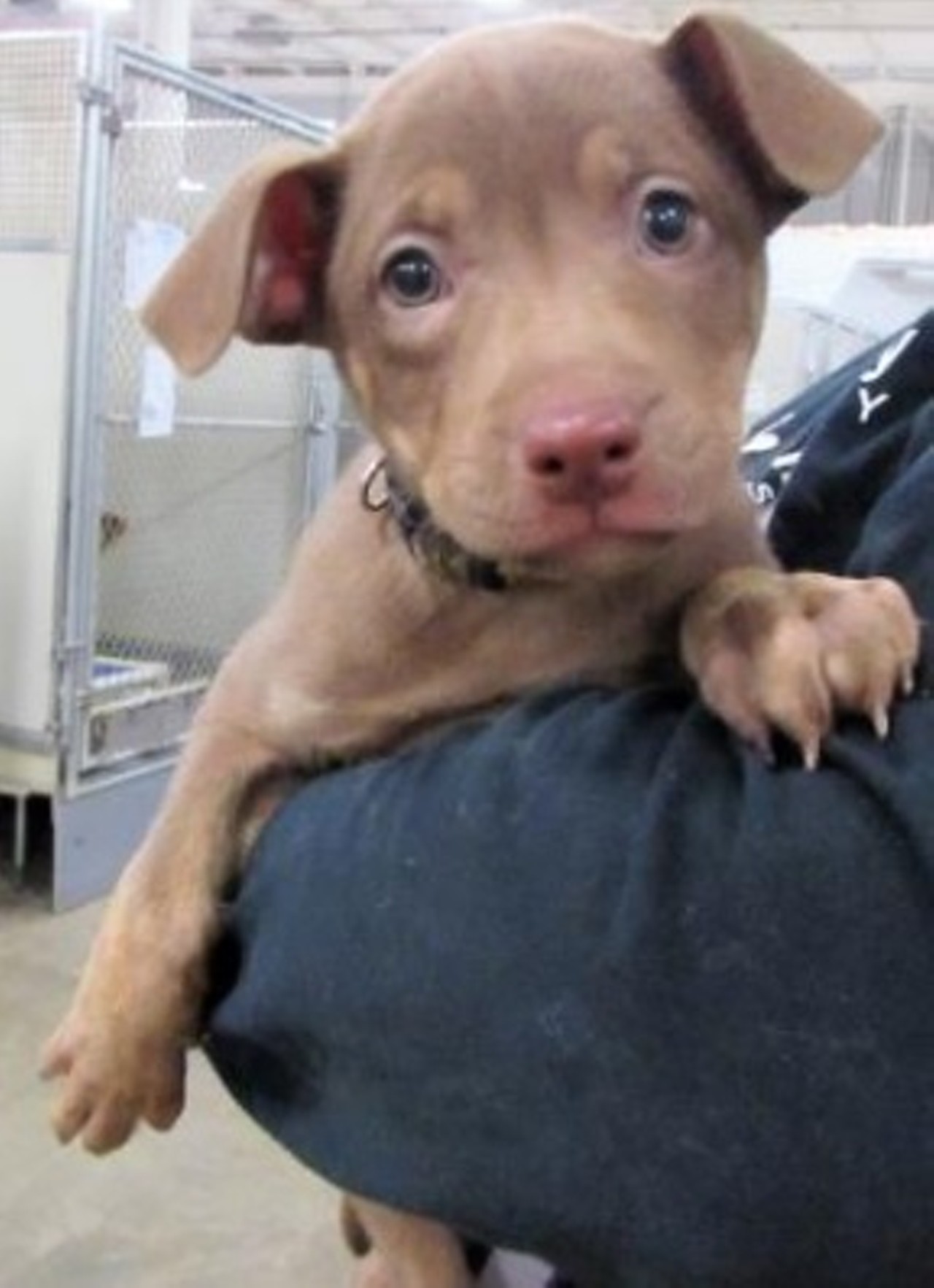  Toffee
1-month-old, Terrier/Pit Bull/Retriever/Labrador
Photo via Humane Society of Summit County
