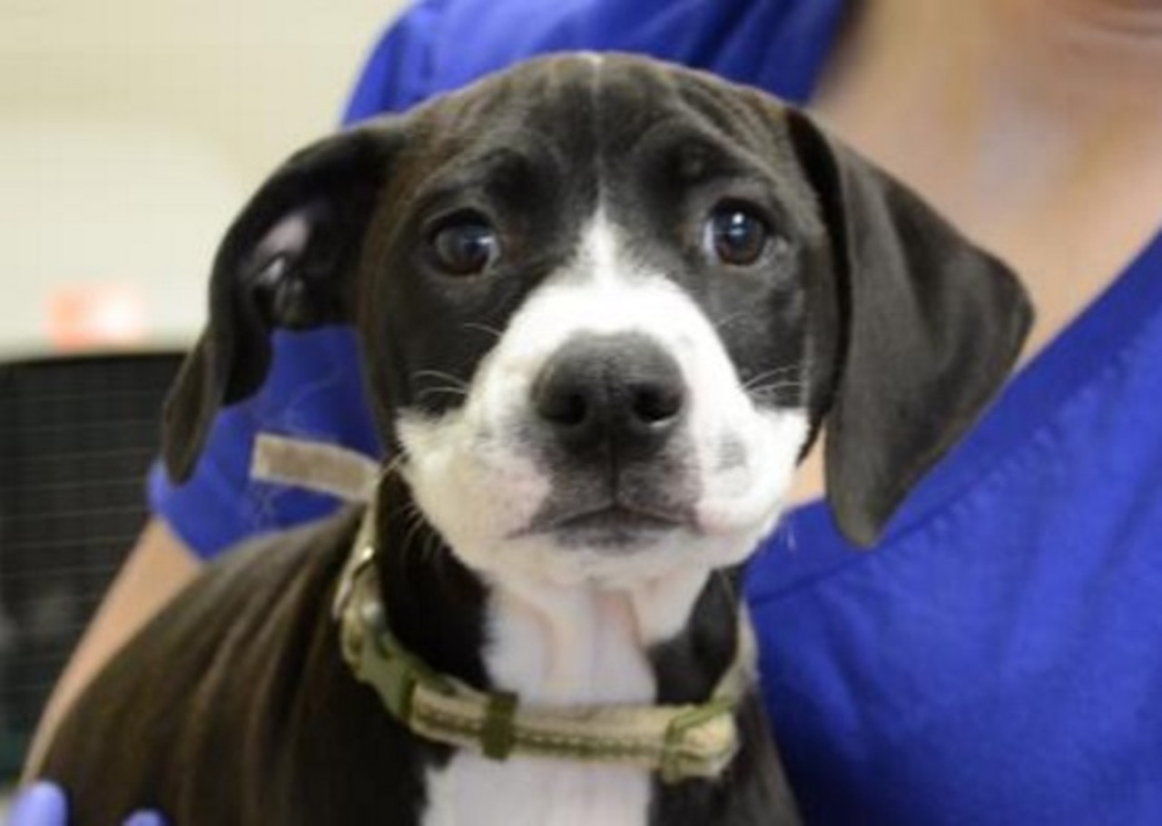  Casey
2-month-old, Mixed breed
Photo via Geauga Humane Society's Rescue Village