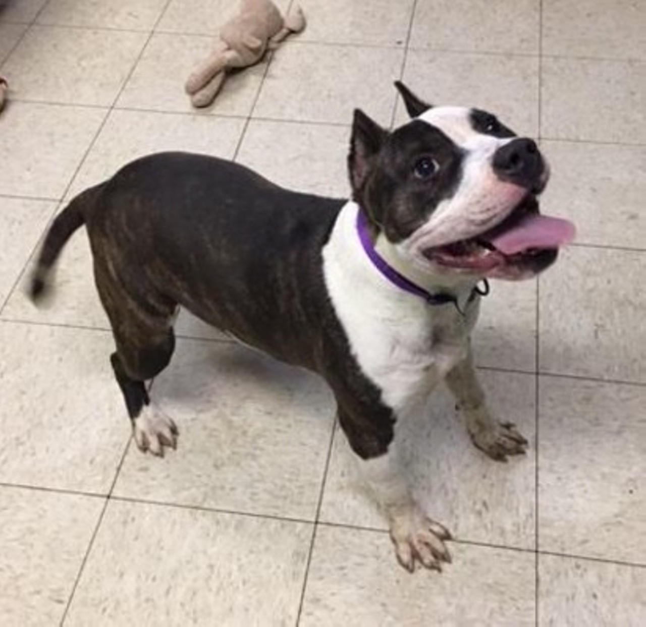  Belle
9-month-old, Terrier/American Pit Bull mix
Photo via Cleveland Animal Care & Control
