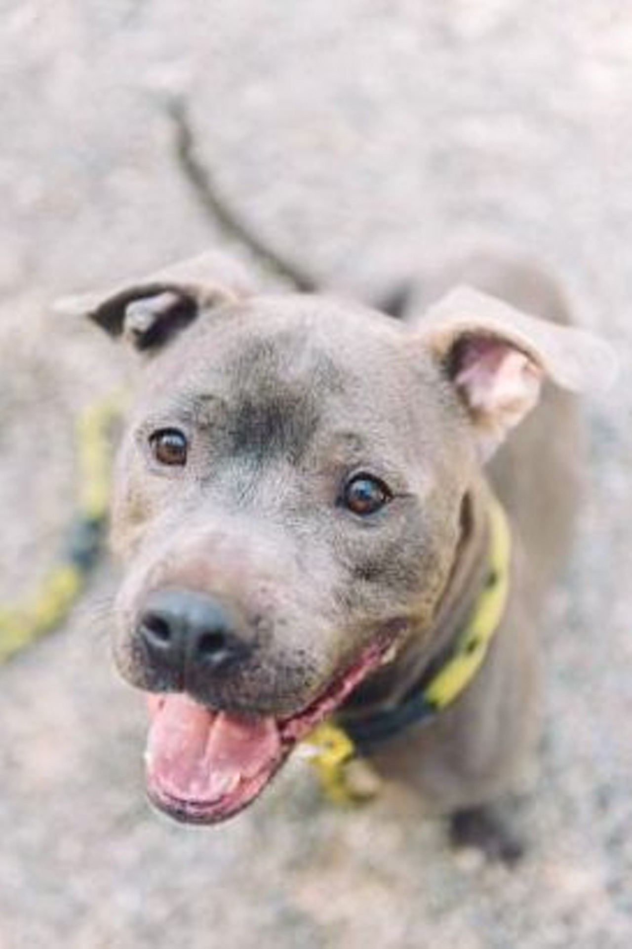  Cesario
7-year-old, Terrier, Pit Bull mix 