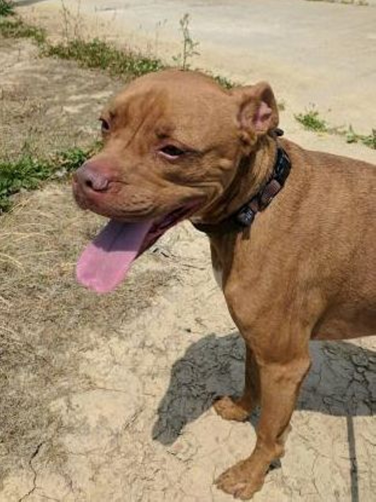  Zeus
6-year-old, Terrier, American Pit Bull/Boxer 