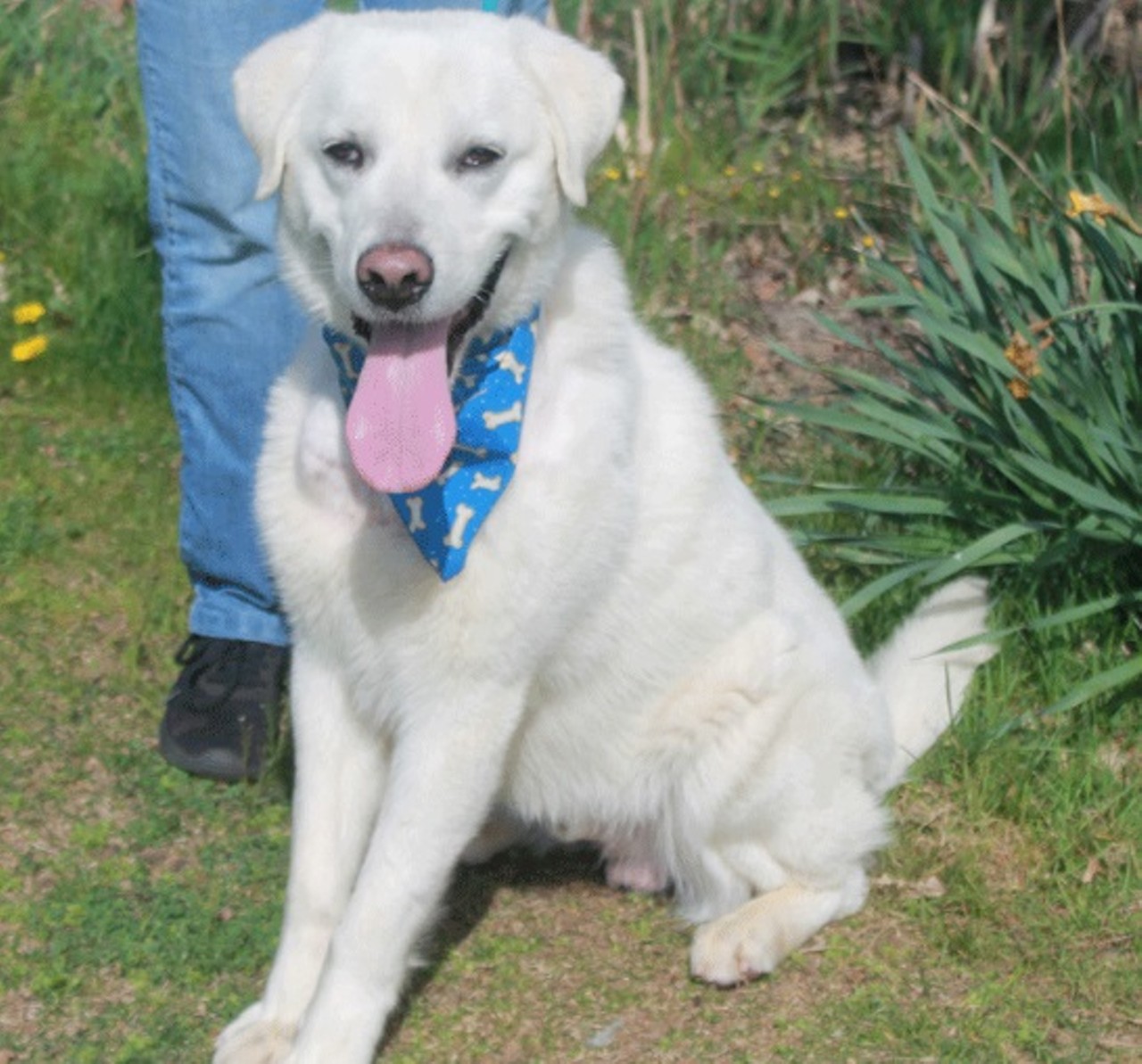 Kingston
1-year-old,  Great Pyrenees/Lab/Mix