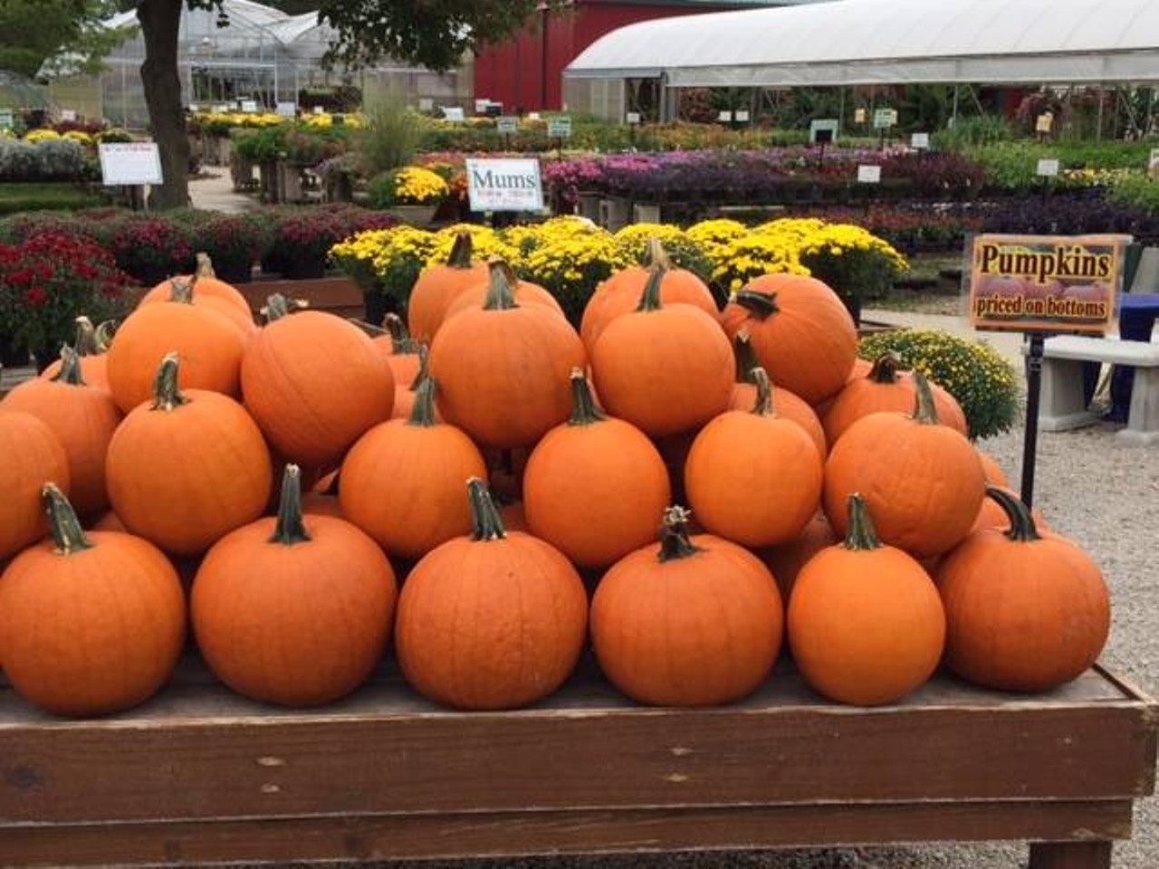 15 Fall Fests to Hit in Northeast Ohio This Season
