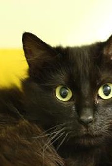 15 of the Cutest Animals Currently Up for Adoption at Cleveland Animal Protective League