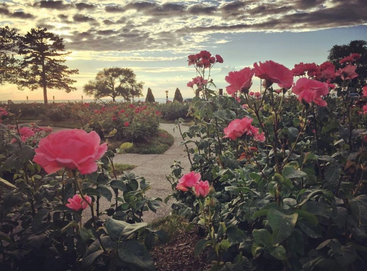 Lakeview Park
1800 W. Erie Ave., Lorain, 800-526-7275
This park has a perfect view of the Lorain Lighthouse and Lake Erie. However, the park is best known for its restored Rose Garden -- an amazing sight with 48 beds of lush rose flowers. 
Photo via misskrieg/Instagram