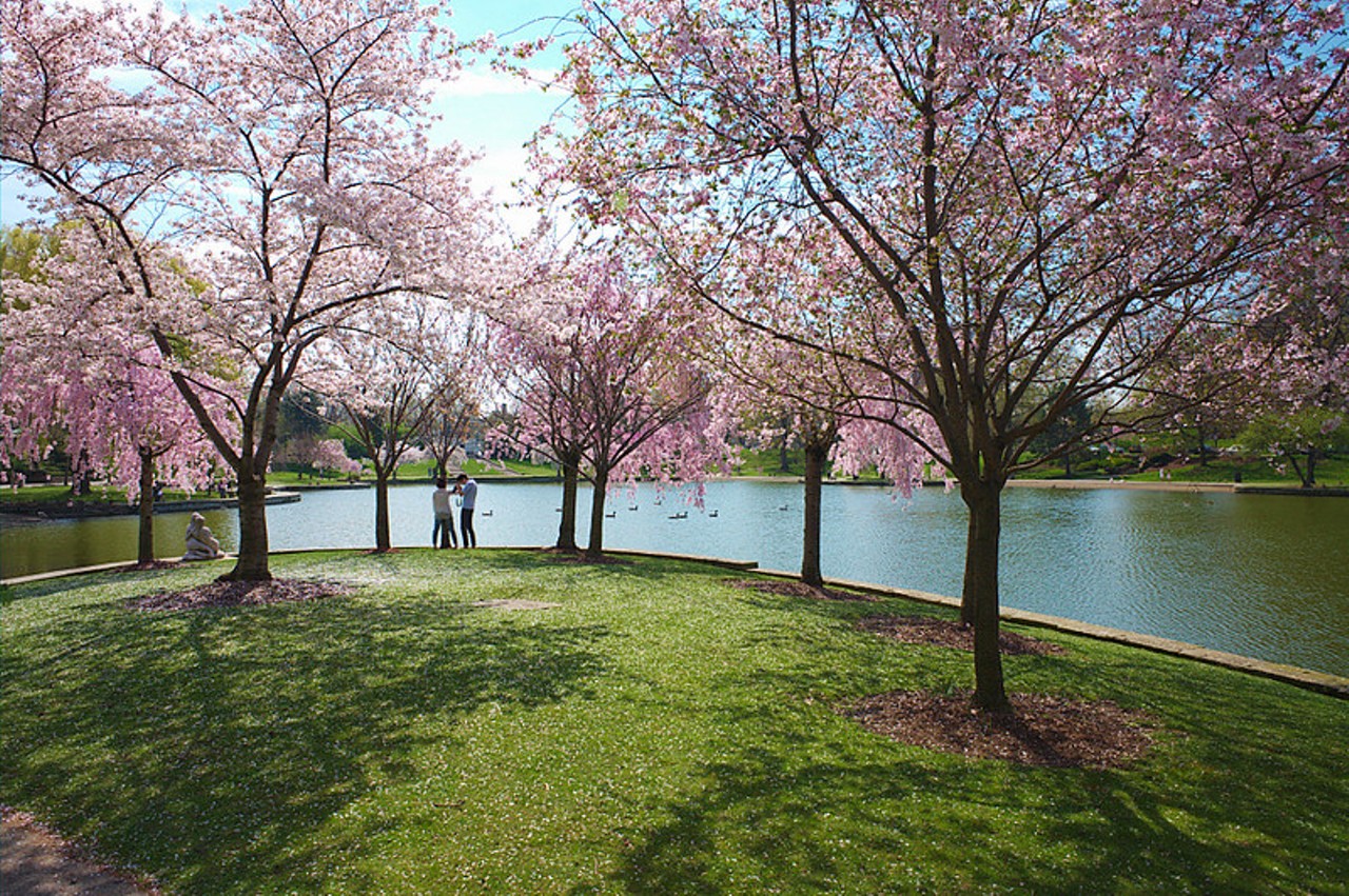 The Cherry Blossoms Bloom at Wade Lagoon
A little more beautiful than wet dog poop being revealed by climbing temps. When these trees pop in University Circle, then you know it’s the real thing. And time to take some selfies.