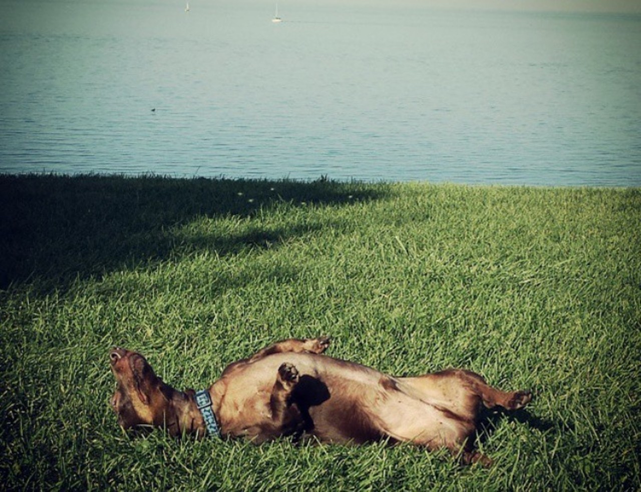 Edgewater Park
Cleveland Memorial Shoreway 
This westside beachfront is a great park for you and your pup to enjoy the outdoors.
(Photo courtesy of  Instagram user: Vincenzo32)