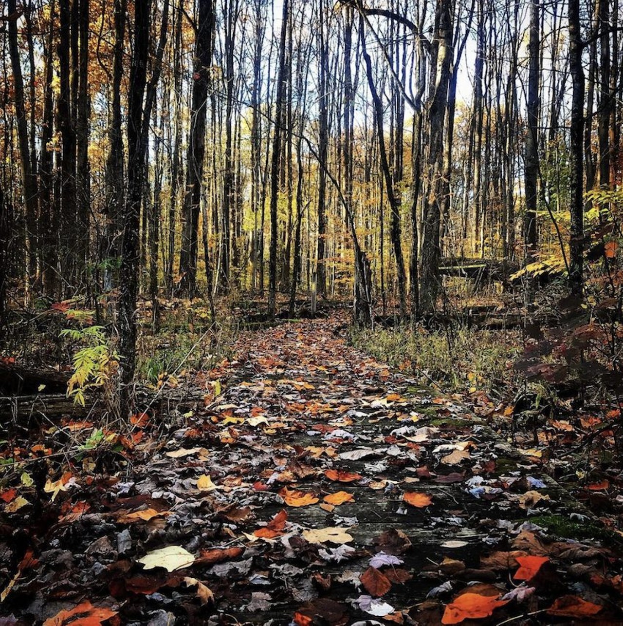 Augusta-Anne Olsen Nature Preserve
4934 W. River Rd., Wakeman 
This small nature preserve is a hidden gem, with several trails running through the forest and out to Vermillion Lake. Enjoy a quiet hike alongside the wildflowers that grow beside the trail. 
Photo via @NotAnsel27/Instagram