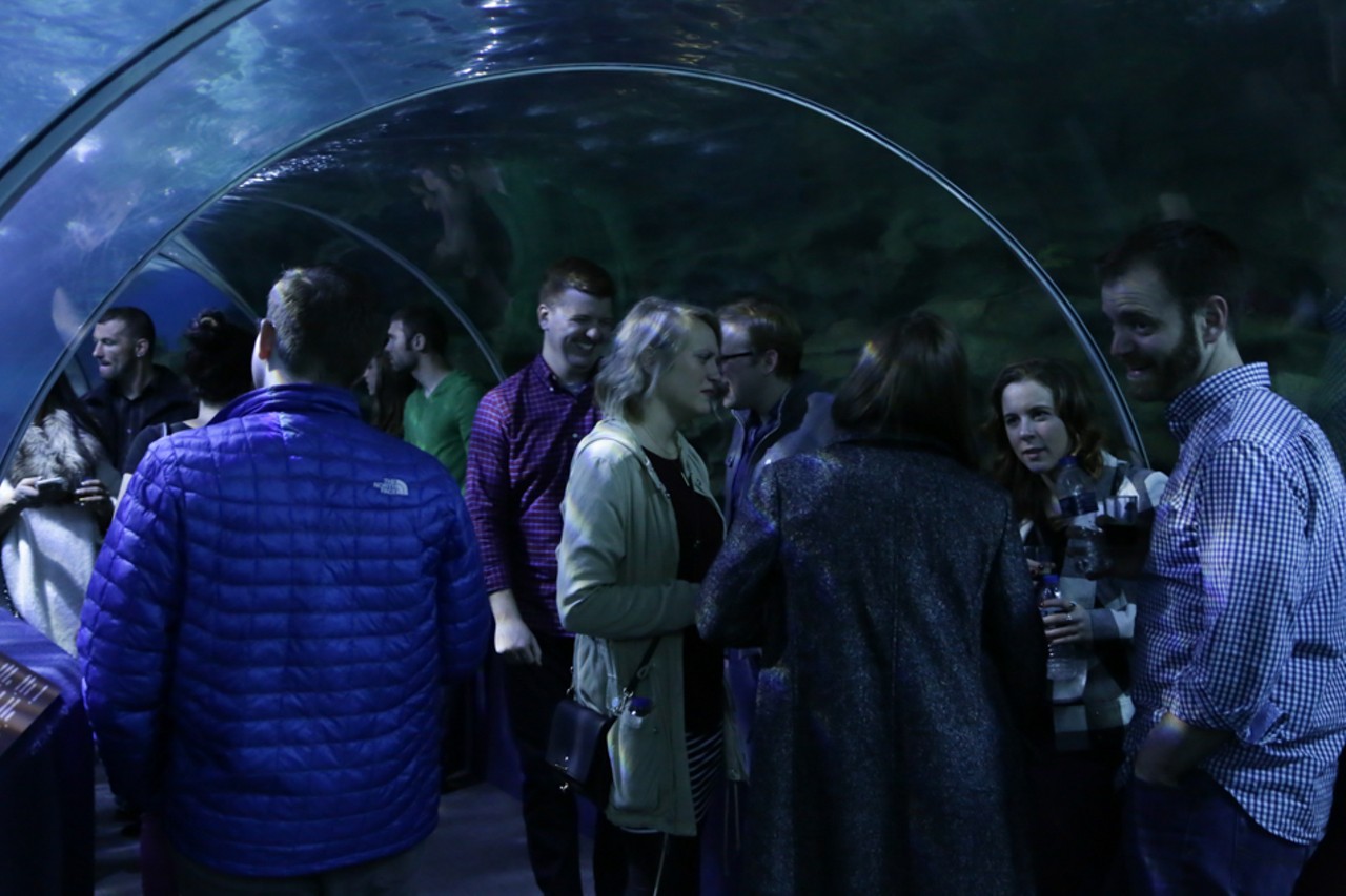 32 photos from the Adult Swim at the Cleveland Aquarium