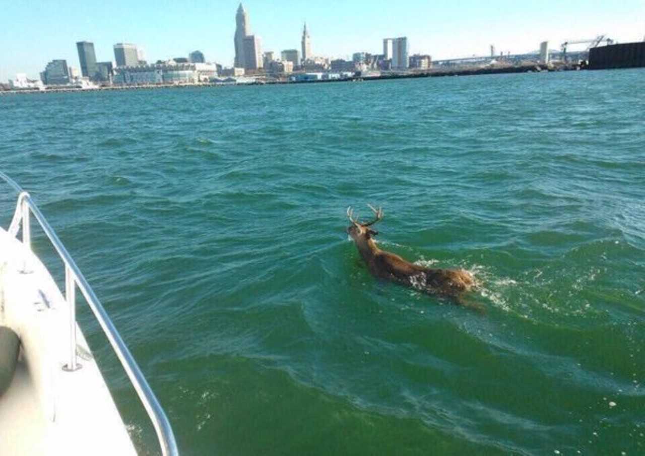 #OnlyinCleveland are deerfish spotted in Lake Erie. (That is if this photo is real)
Photo via FinallyZack/Twitter