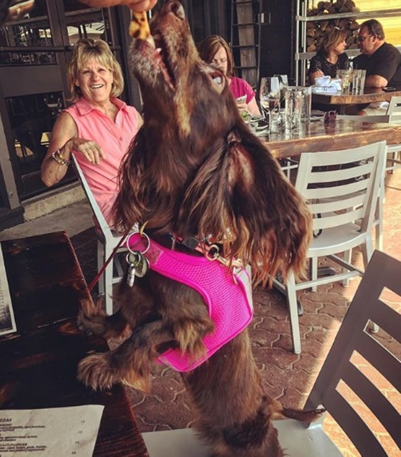 Collision Bend Brewing Co.
1250 Old River Rd., Cleveland
Stop in for a Lake Erie Sunset beer and some fresh water for your four-legged friend. Take a break from a walk and relax on this beautiful patio overlooking the river.    
Photo via cocoandfrends/Instagram