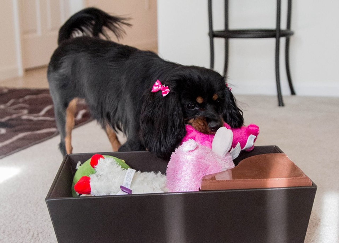 Tidy Dog is a Pavlovian dog toy box that teaches pups to clean up after themselves. When they bring their toys back to the box, it automatically dispenses a treat. With this invention, you can have a happy dog and a clean house.