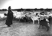 A Navajo woman tends to her flock in one of the - show's six near-life-size photographs.