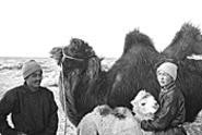 A portrait of Mongol desert life culminates in a moment - of wonder.