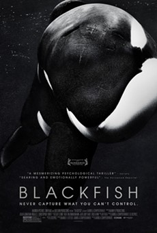 Blackfish, a documentary about Tilikum, a killer whale that attacks its trainer, opens with the gripping 911 call that was placed after the incident at Sea World in Orlando in 2010. That sets the tone for this terrific film, which is showing at the Cedar Lee Theatre. The movie examines the world of training the huge creatures. The filmmakers take us back to Puget Sound in 1970 where Tilikum was initially captured. The whale is transported to British Columbia where trainers abuse it and keep it confined in a small dark pool at night. We learn that if anyone is to blame for the attacks, it’s Sea World. But Sea World repeatedly declined to be interviewed for the film, so we never hear its side of the story. Because the film so carefully documents its defense of the numerous lawsuits filed against it, the lack of a first-hand testimony from a Sea World rep doesn’t diminish the movie in any way. It’s a terrific documentary. (Jeff Niesel)