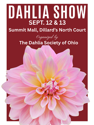 Discover the beauty of Dahlias