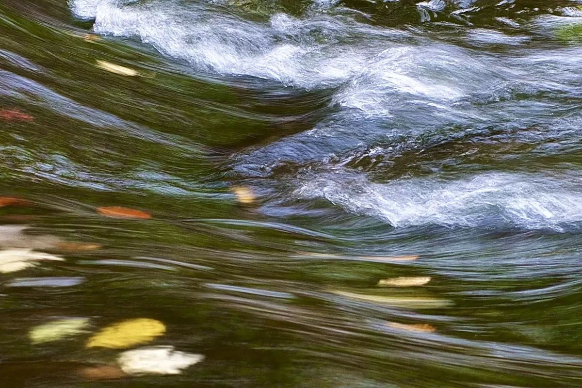 Doan Brook with leaves in the water.