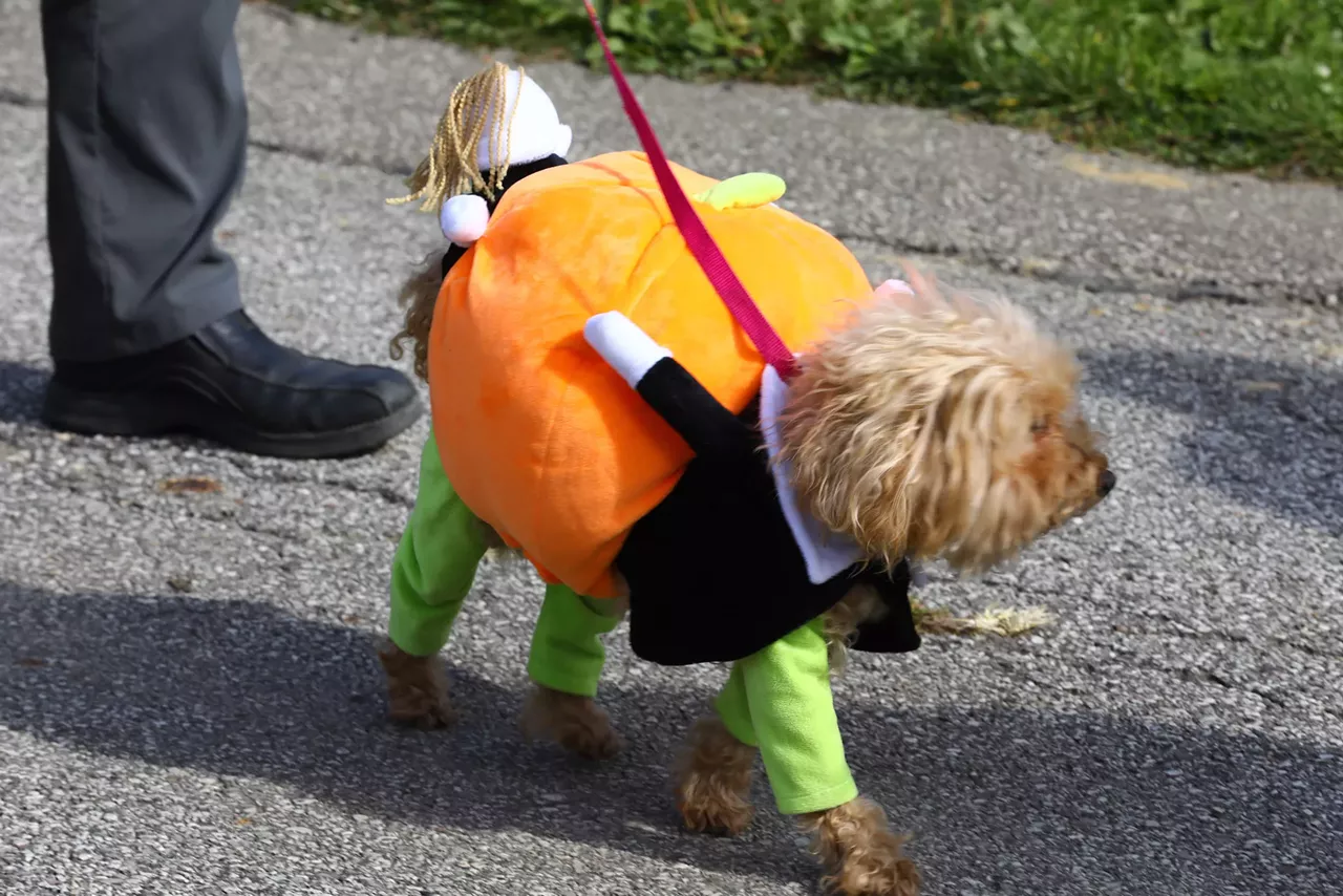 Everything We Saw at the 15th Annual Spooky Pooch Parade Cleveland