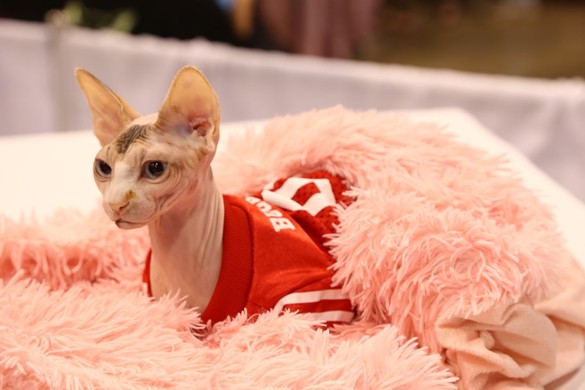 Everything We Saw at the 2018 International Cat Show