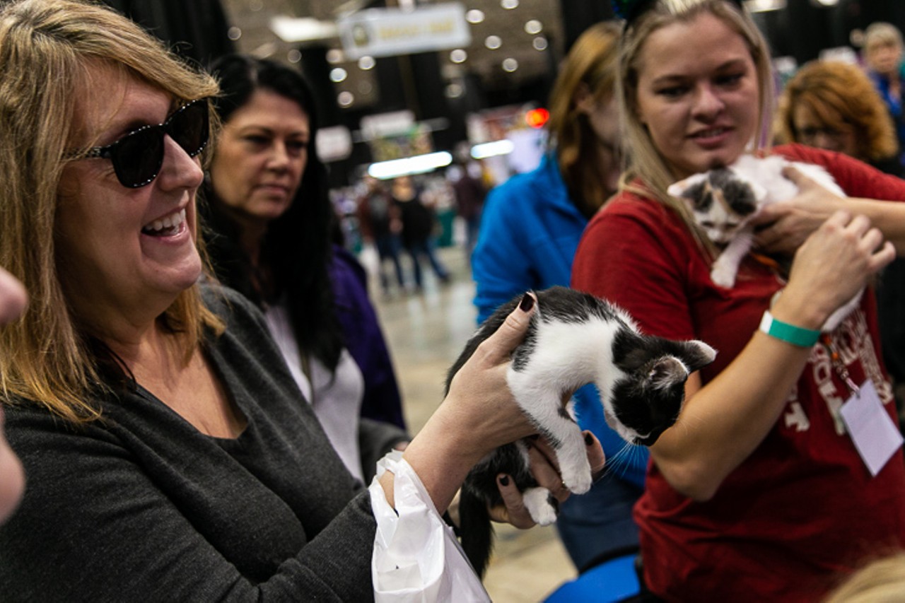 Everything We Saw at the 2019 International Cat Show
