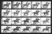 Four off the floor: Muybridge's images of trotting - horses revealed their peculiar stride.