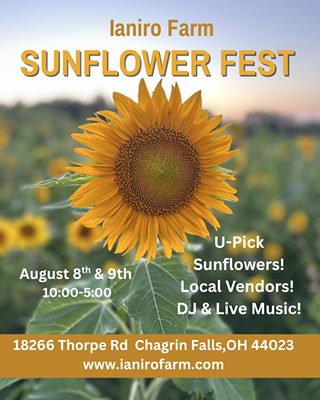 Image: Ianiro Farm Sunflower Fest