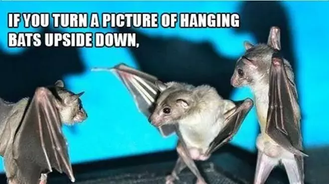 Image: International Bat Night 10% SALE