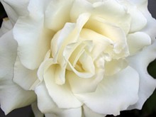 white_rose_jpg-magnum.jpg