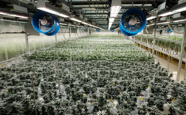 BUCKEYE LAKE, Ohio — AUGUST 17: Marijuana plants in a flowering room where the artificial sunlight is adjusted to stimulate growth of the flowers, August 17, 2023, at PharmaCann, Inc.’s cultivation and processing facility in Buckeye Lake, Ohio.