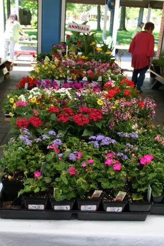 A sampling of the many varieties available at the annual Plants in the Park benefit sale.