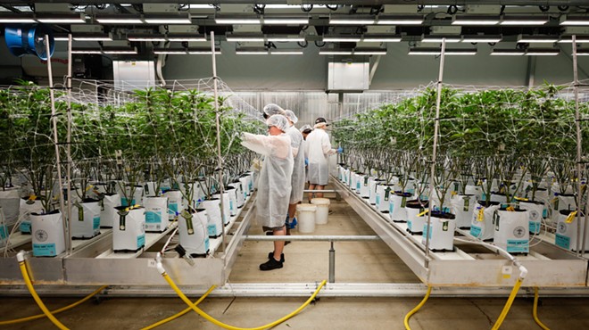 BUCKEYE LAKE, Ohio — AUGUST 17: Workers remove lower leaves from marijuana plants to increase the growth above in a flowering room, August 17, 2023, at PharmaCann, Inc.’s cultivation and processing facility in Buckeye Lake, Ohio.
