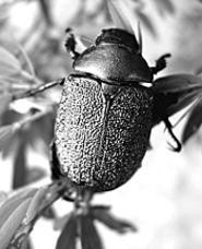 Meet the beetle at the Cleveland Botanical Garden's - Bugged Out! (Thursday).