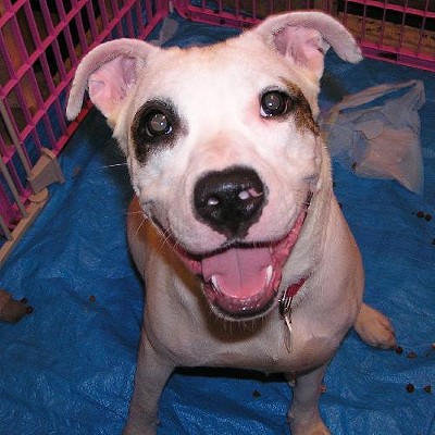 15 Cleveland-Area Dogs Looking for a Home
