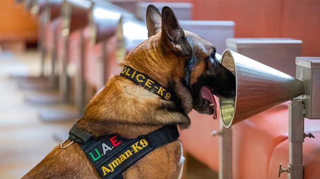 Dogs, including this one from the United Arab Emirates, have been trained to sniff out cases of COVID-19. The dogs are as reliable as PCR tests, a new study suggests.