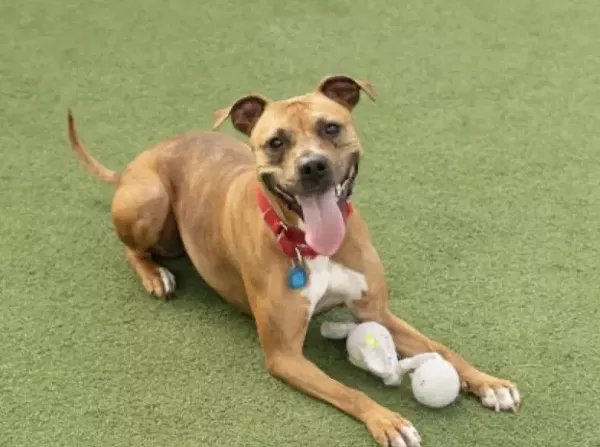 Seeking to Help Florida Shelters Affected by Hurricane Milton, Cleveland APL Pleads for Adopters and Foster Volunteers