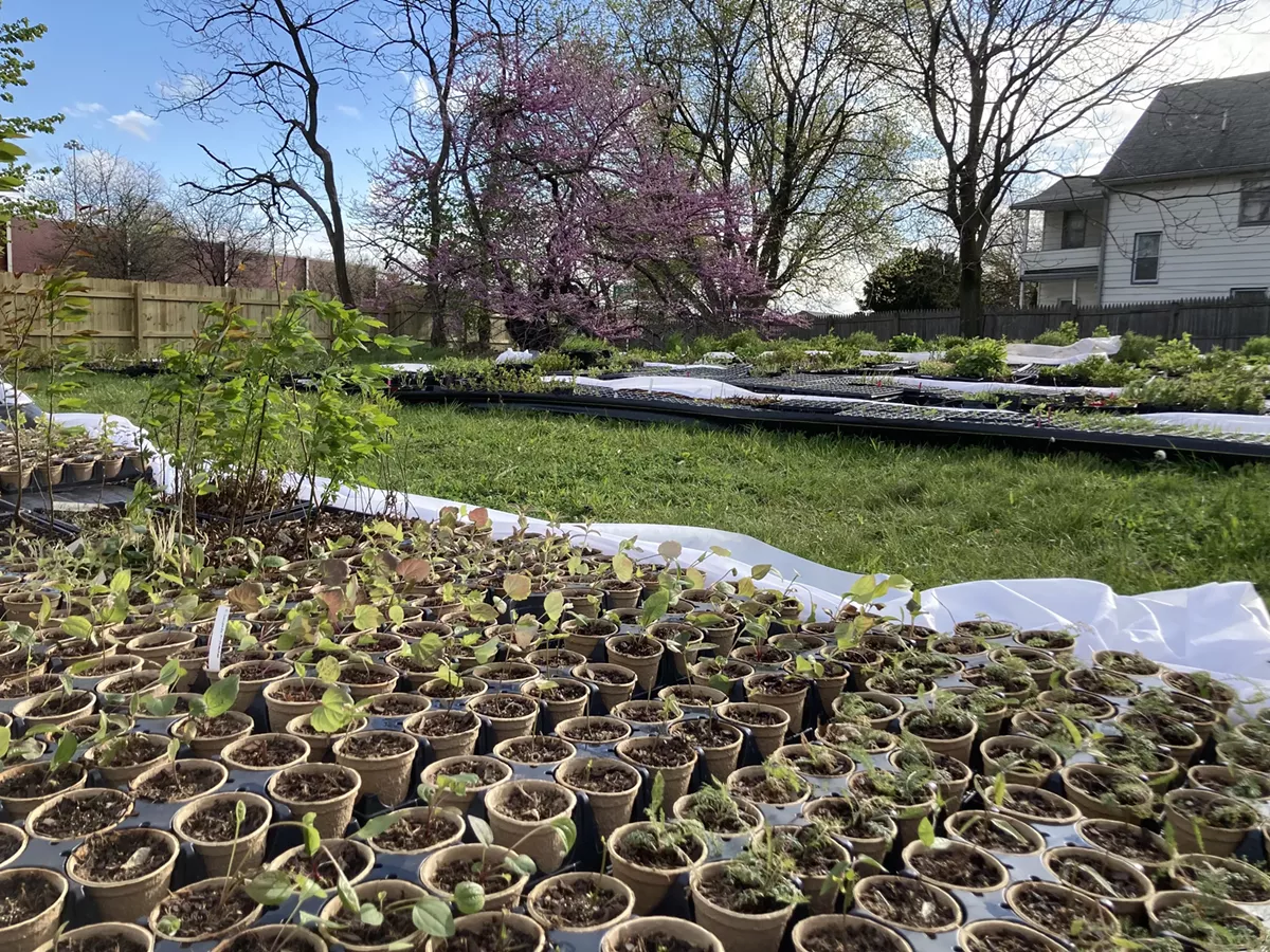 The nursery and young plants this spring.